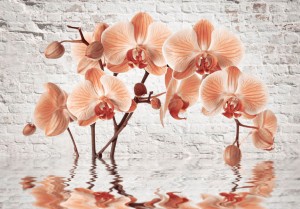 Fototapeta - Pomarańczowy łuk