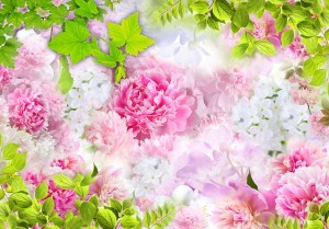 Fototapeta - Piwonie