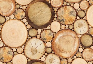 Fototapeta - Słoje drewna