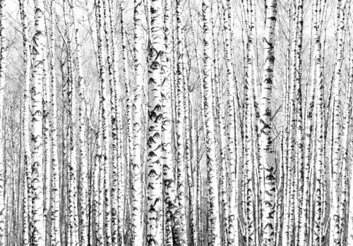 Fototapeta - Brzozowy las