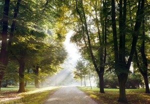 Fototapeta - Poranny spacer