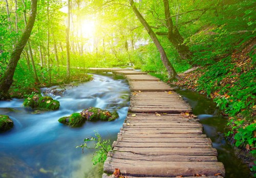 Fototapeta - Zielony las