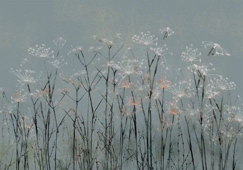 Fototapeta - Kwiaty czosnku