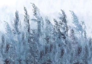 Fototapeta - Wysokie trawy - szary