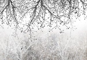 Fototapeta - Naturalna jasność