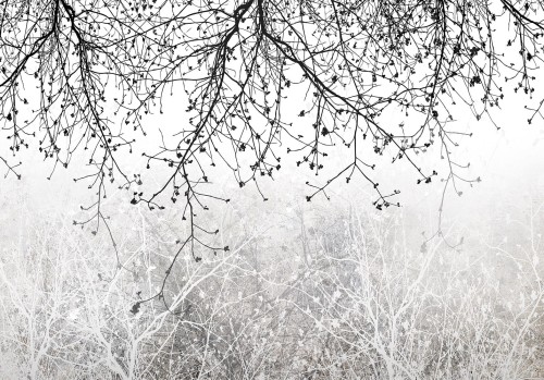 Fototapeta - Naturalna jasność