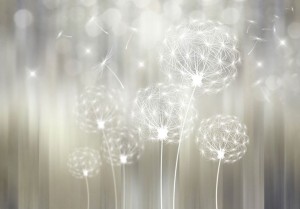 Fototapeta - Podarunek słońca