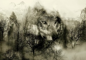 Fototapeta - Drapieżnik z gór (beżowy)