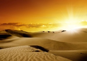 Fototapeta - Marsz wielbłądów