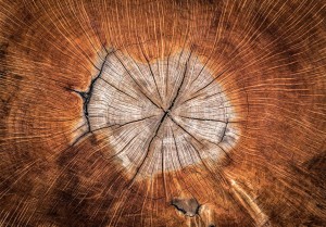 Fototapeta - Dusza drzewa