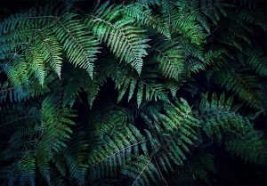 Fototapeta - W gąszczu