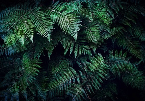 Fototapeta - W gąszczu