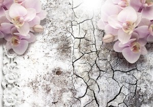 Fototapeta - Pąsowe orchidee