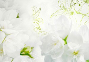 Fototapeta - Jaśmin