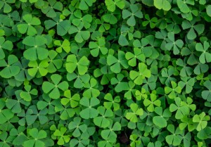 Fototapeta - Zielona koniczyna