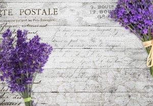 Fototapeta - Lawendowa pocztówka