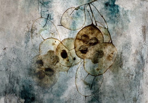 Fototapeta - Naturia i lunaria