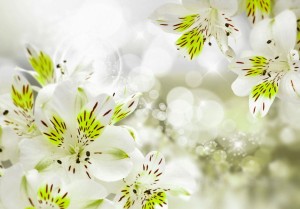 Fototapeta - Południowa księżniczka