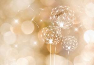 Fototapeta - Dotyk lata