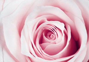 Fototapeta - Różany labirynt