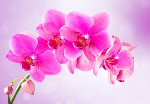 Fototapeta - Zamyślenie