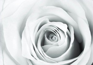 Fototapeta - Różana szarada