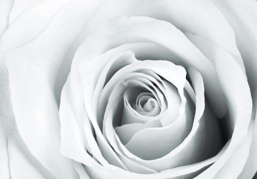 Fototapeta - Różana szarada