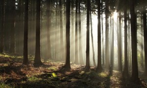 Fototapeta - Las iglasty - poranna mgła