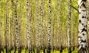 Fototapeta - Las brzozowy